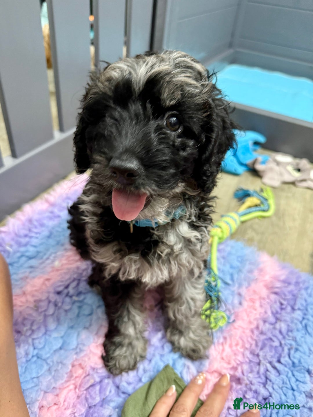 Cavapoo dogs for sale: READY NOW! Adorable Phantom F1b Cavapoo puppies  - Image 7