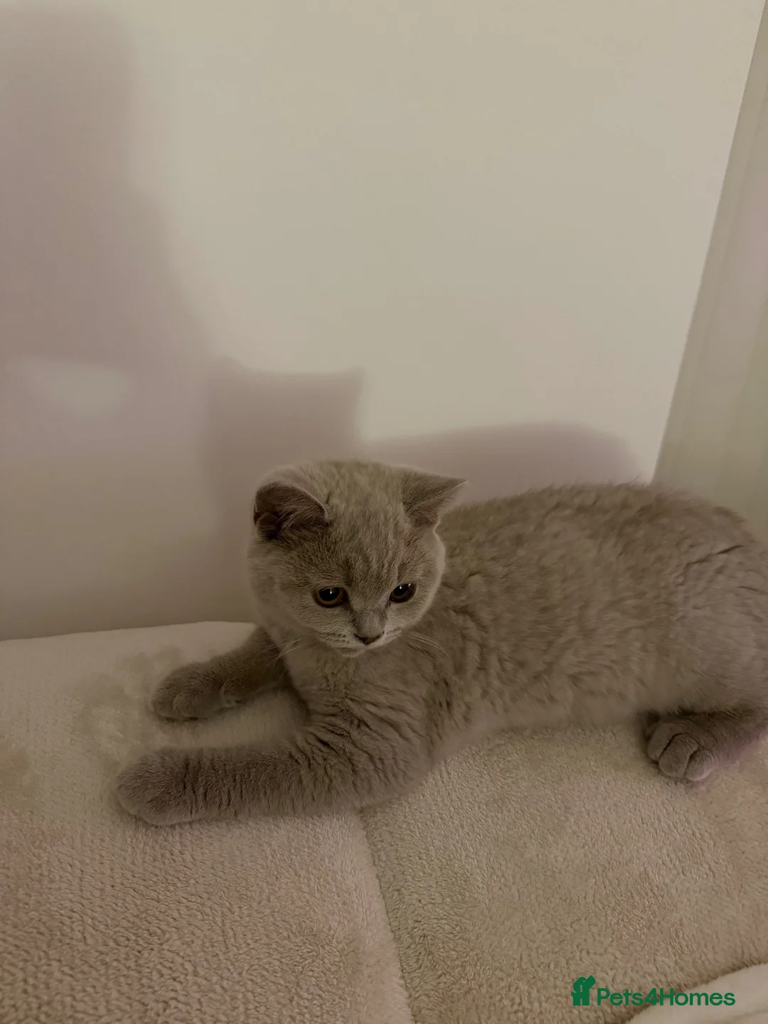 British Shorthair cats for sale: British shorthair kittens, champion bloodline,GCCF - Advert 10