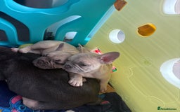 French Bulldog dogs for sale: KC REGISTERED FRENCH BULLDOG PUPPIES - Image 4