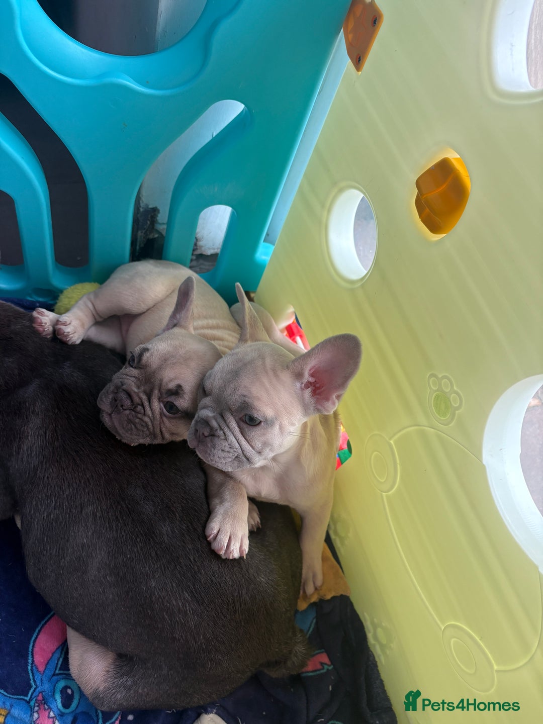 French Bulldog dogs for sale: KC REGISTERED FRENCH BULLDOG PUPPIES - Image 4