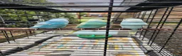 Budgerigars birds for sale: Beautiful Baby Budgies for sale. - Advert 5