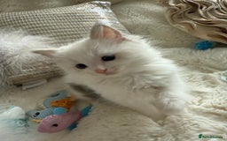 Ragdoll cats for sale: 💙🩷GCCF RAGDOLL KITTENS M&F 9WKS NEUT & SPAYED 🥇 - Image 2