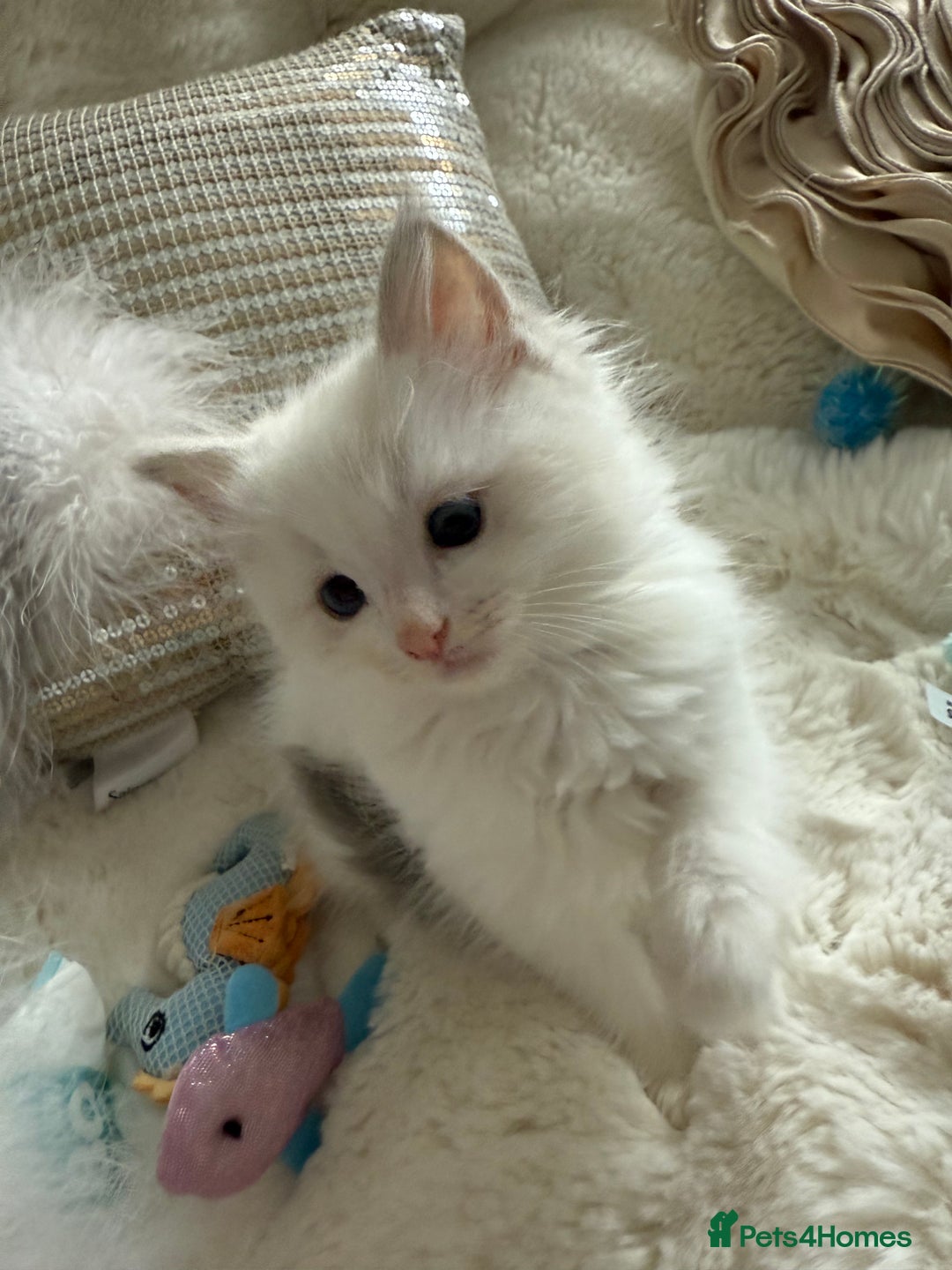 Ragdoll cats for sale: 💙🩷GCCF RAGDOLL KITTENS M&F 9WKS NEUT & SPAYED 🥇 - Image 2