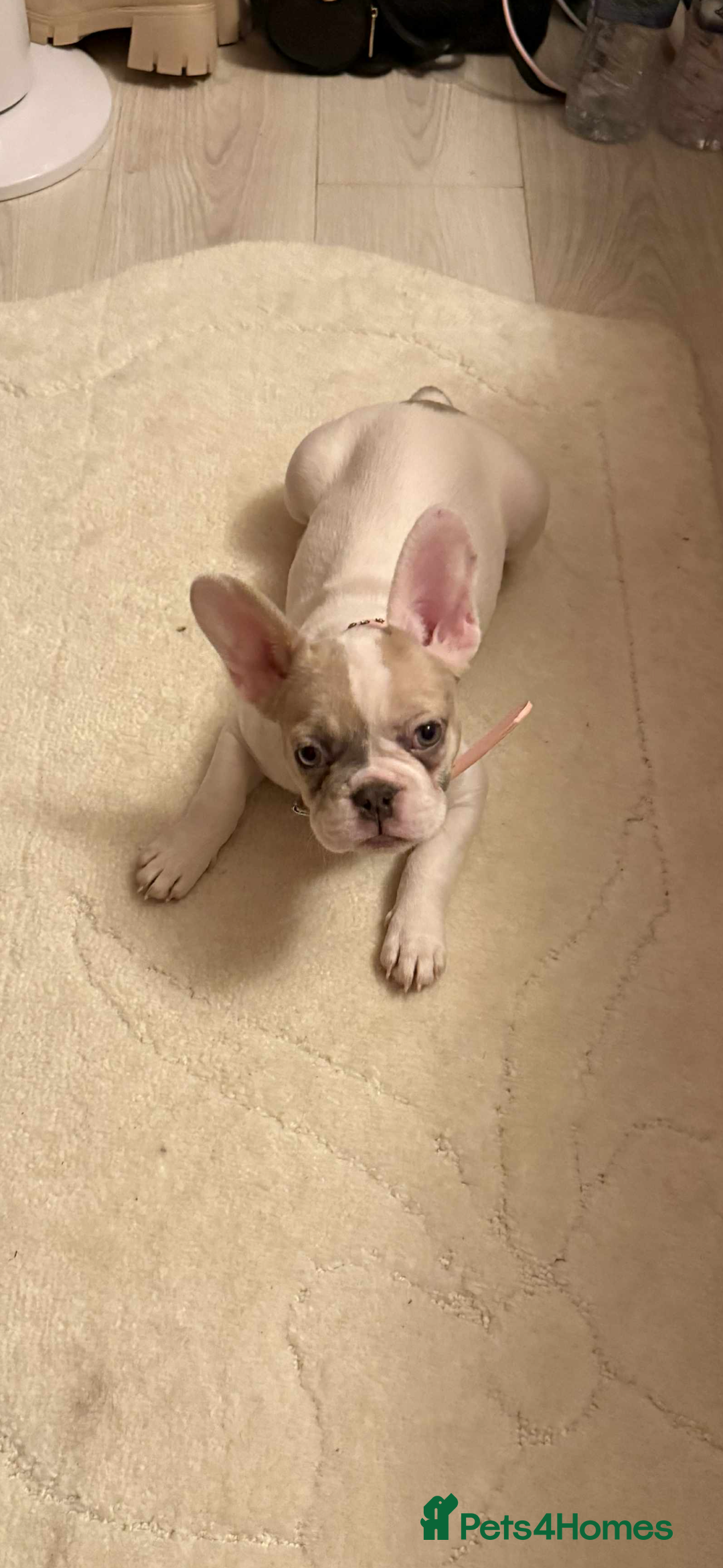 French Bulldog dogs for sale: Opal the French bulldog - Advert 3