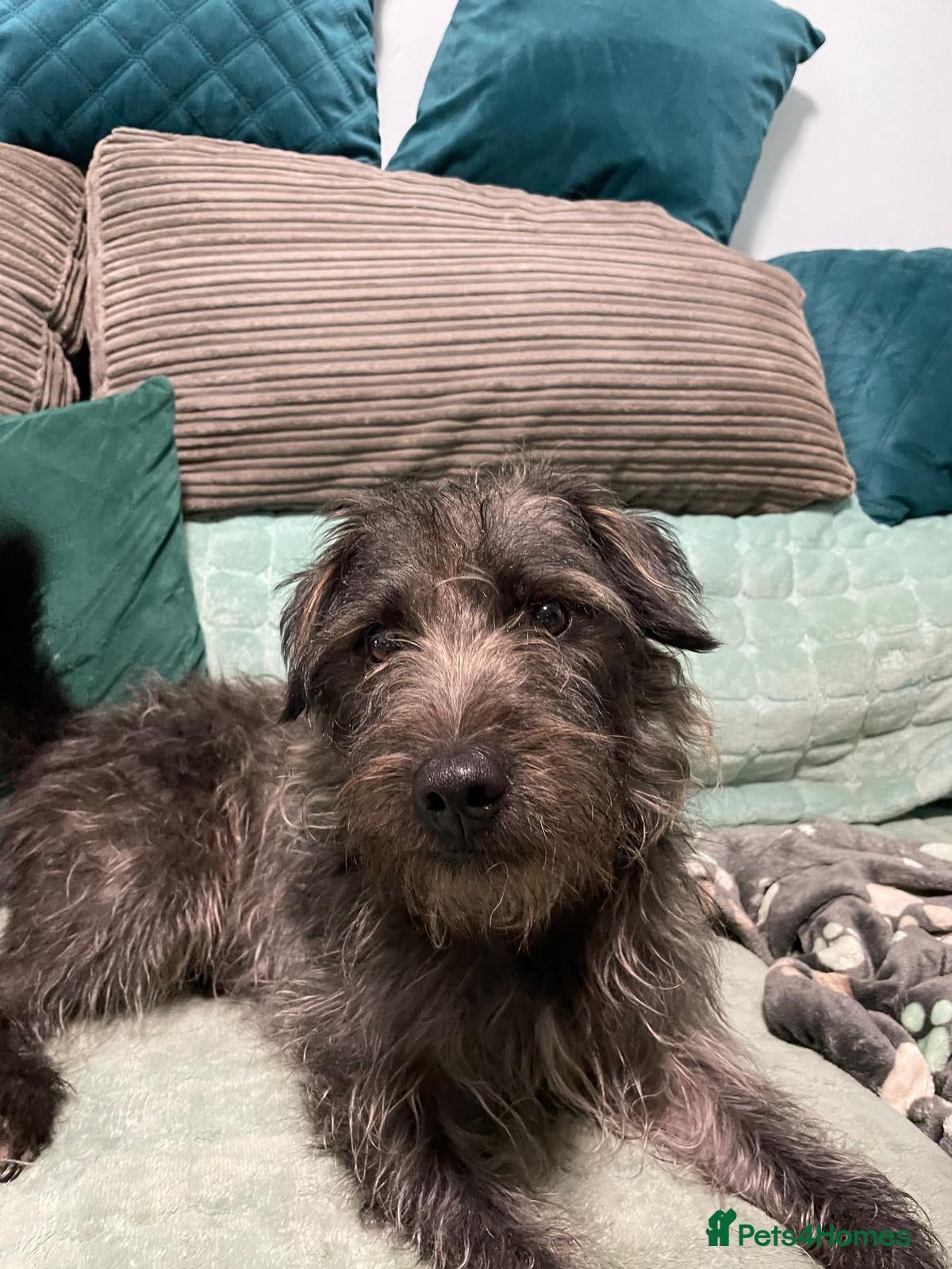 Mixed Breed dogs dog for sale - Advert 2