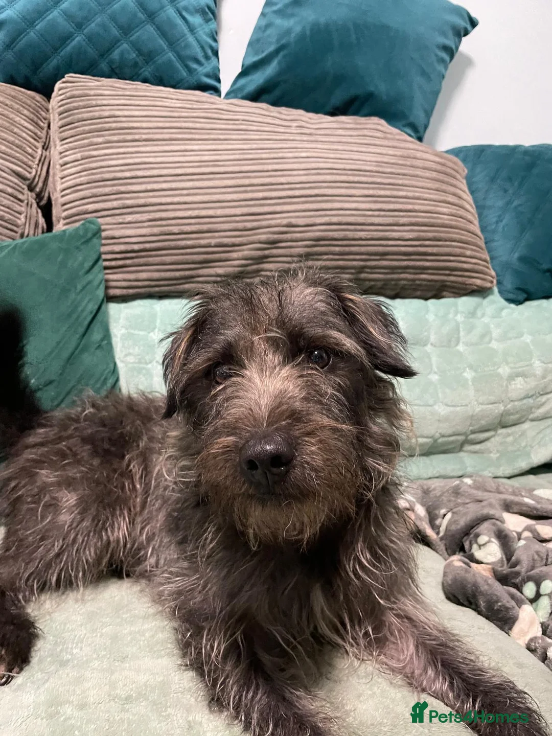Mixed Breed dogs for sale: dog for sale in Nottingham - Advert 1