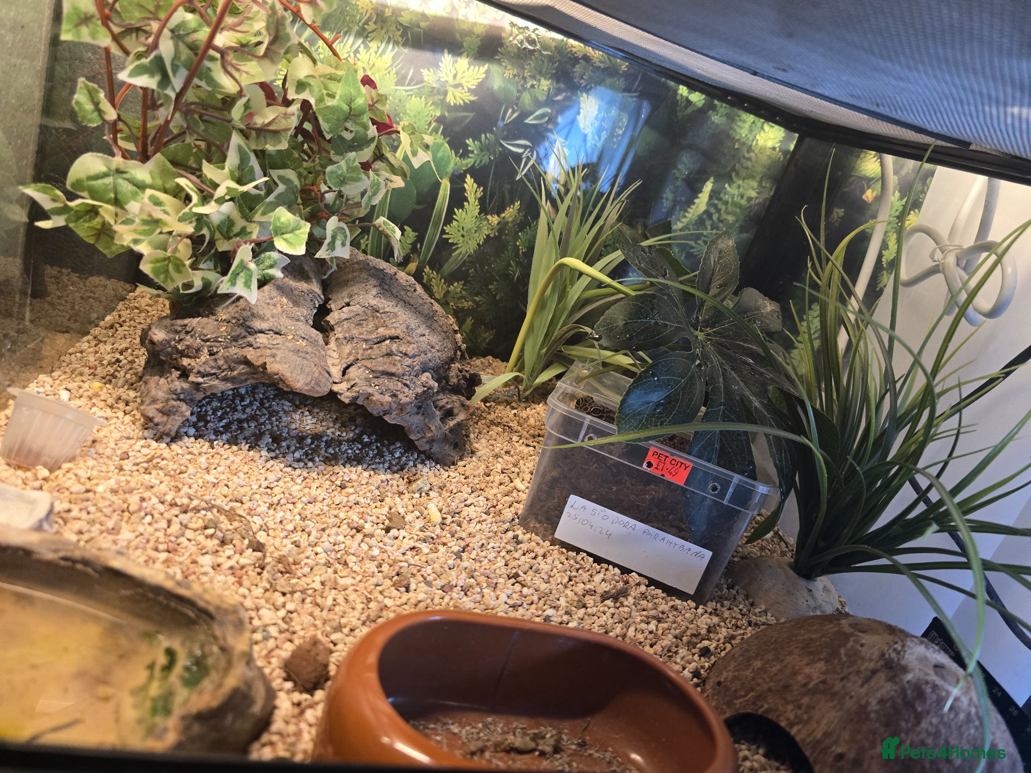 Mixed Breed reptiles for sale: Reptiles, Tarantulas & Enclosures for Sale in Bradford - Advert 5
