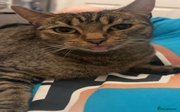 European cats for sale: Female Tabby, Bear - Image 5