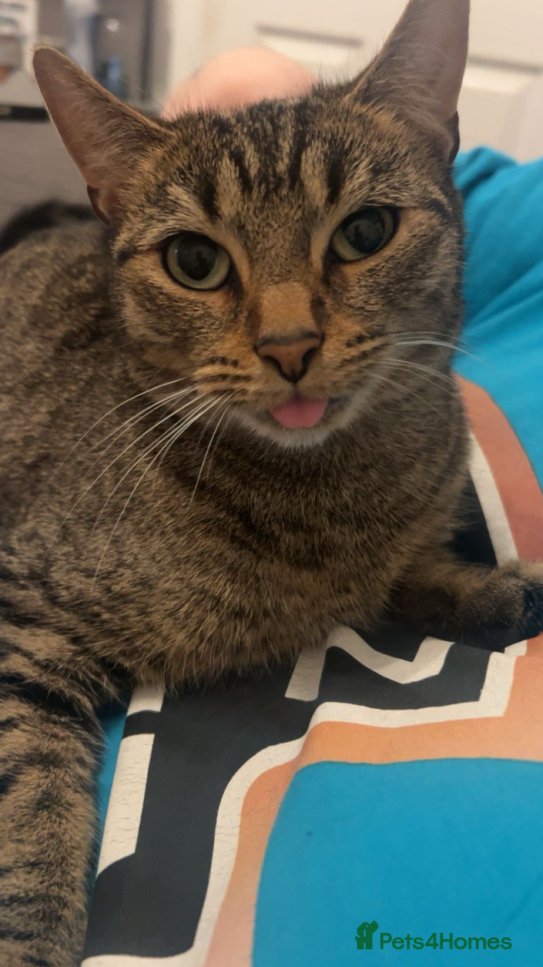 European cats for sale: Female Tabby, Bear - Image 5