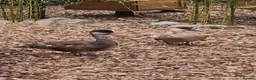 Waterfowl poultry for sale: Pair of Pochards.  - Advert 2