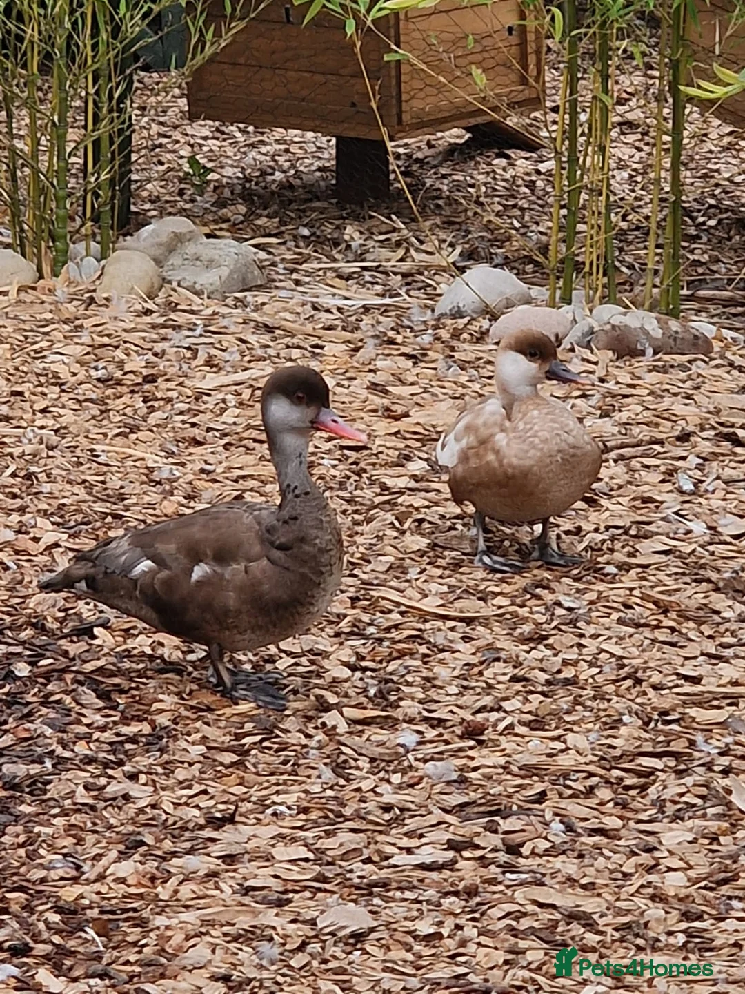 Waterfowl poultry for sale: Pair of Pochards.  - Advert 2