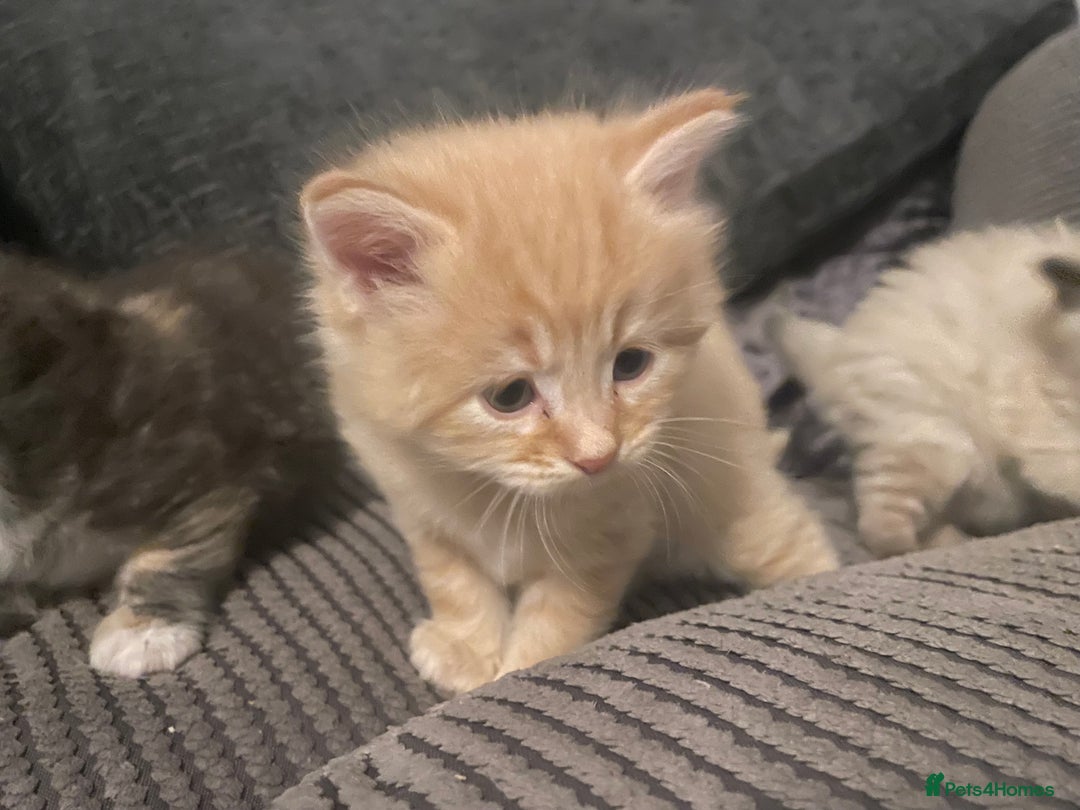 Mixed Breed cats for sale: 3/4 ragdoll kittens available  - Image 11