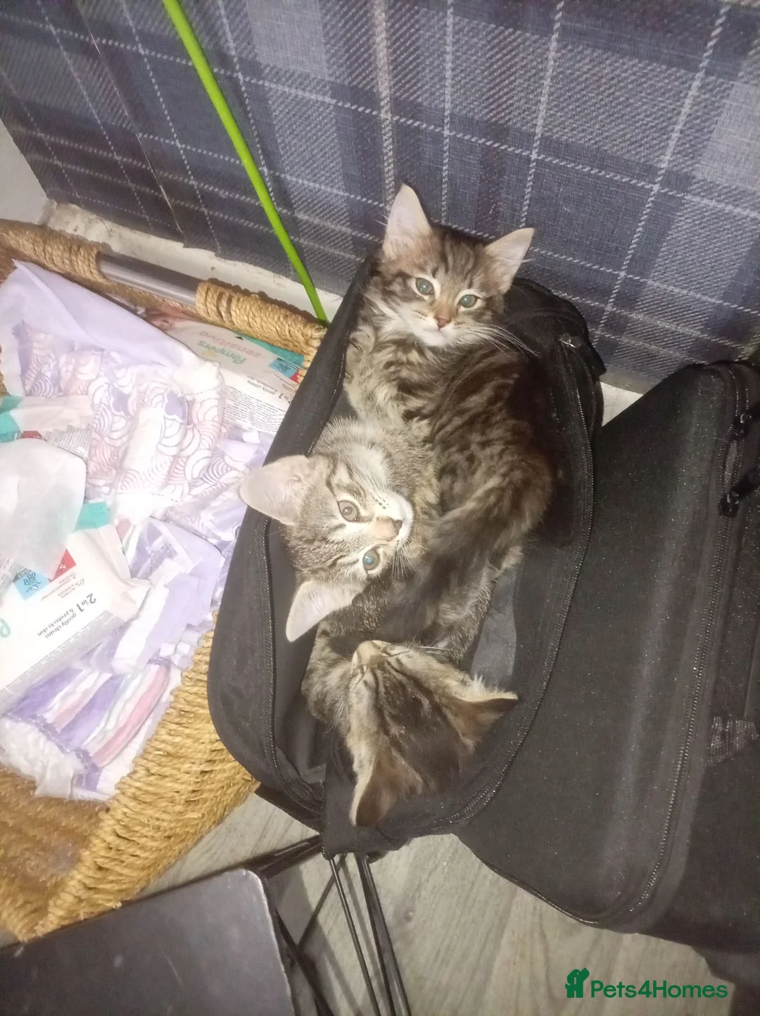 Mixed Breed cats for sale: 2 female kittens for sale - Advert 5