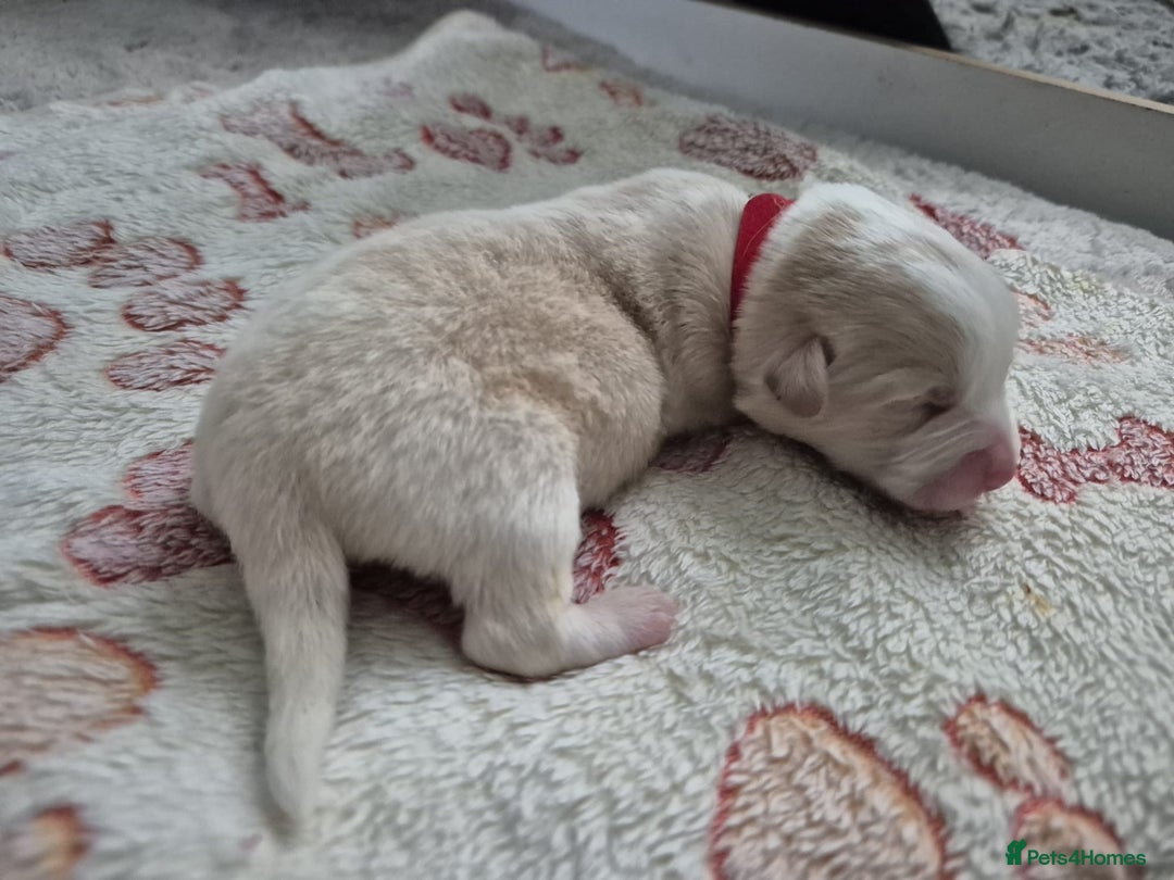 Welsh Corgi Pembroke dogs for stud: Pembrokeshire corgi fully genetically tested  in Abergele - Image 4