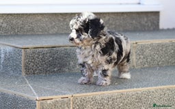Poochon dogs for sale: F1 Poochon puppies For Sale  - Image 6