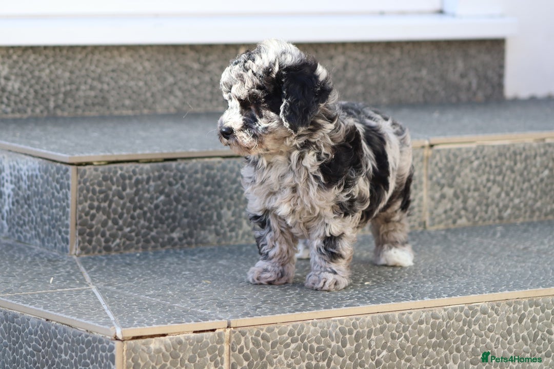 Poochon dogs for sale: F1 Poochon puppies For Sale  - Image 6