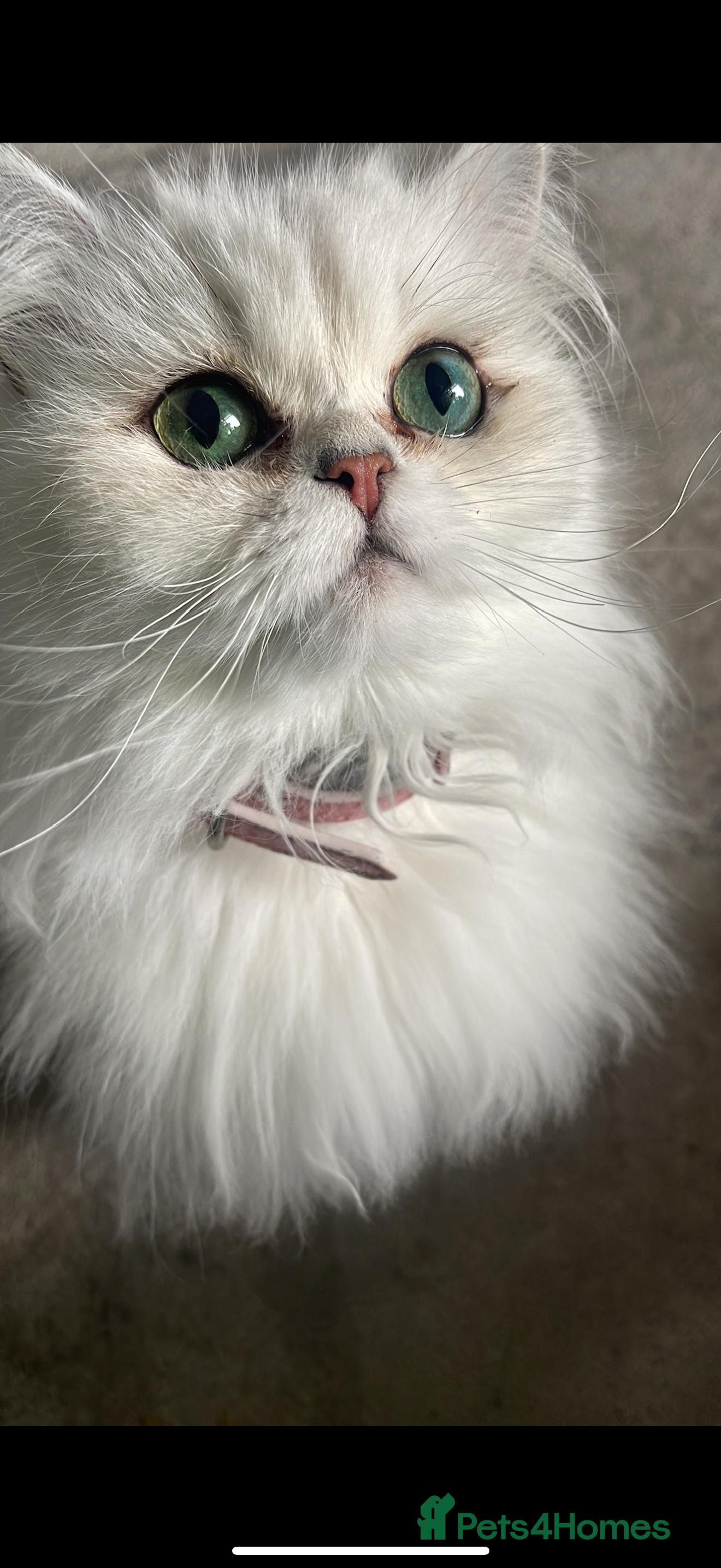 Persian cats Persian chinchilla female  - Advert 1