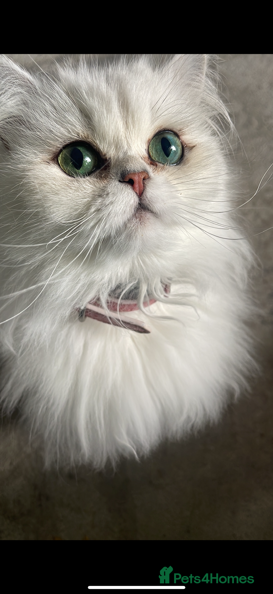 Persian cats for sale: Persian chinchilla female  - Advert 1