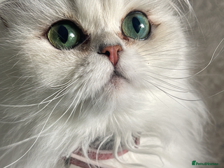 Persian cats Persian chinchilla female - Advert 1