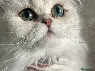 Persian cats Persian chinchilla female - Advert 5