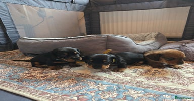 Miniature Dachshund dogs Miniature Dachshunds Seeking Forever Homes 3 LEFT - Advert 7