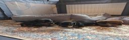 Miniature Dachshund dogs for sale: Miniature Dachshunds Seeking Forever Homes 3 LEFT - Advert 5