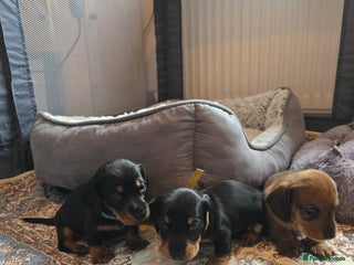 Miniature Dachshund dogs - Advert 2