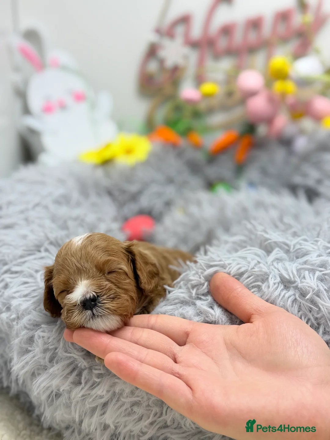 Cavapoo dogs for sale: F1 Red Cavapoo little girl available 🐾🥰 - Advert 3