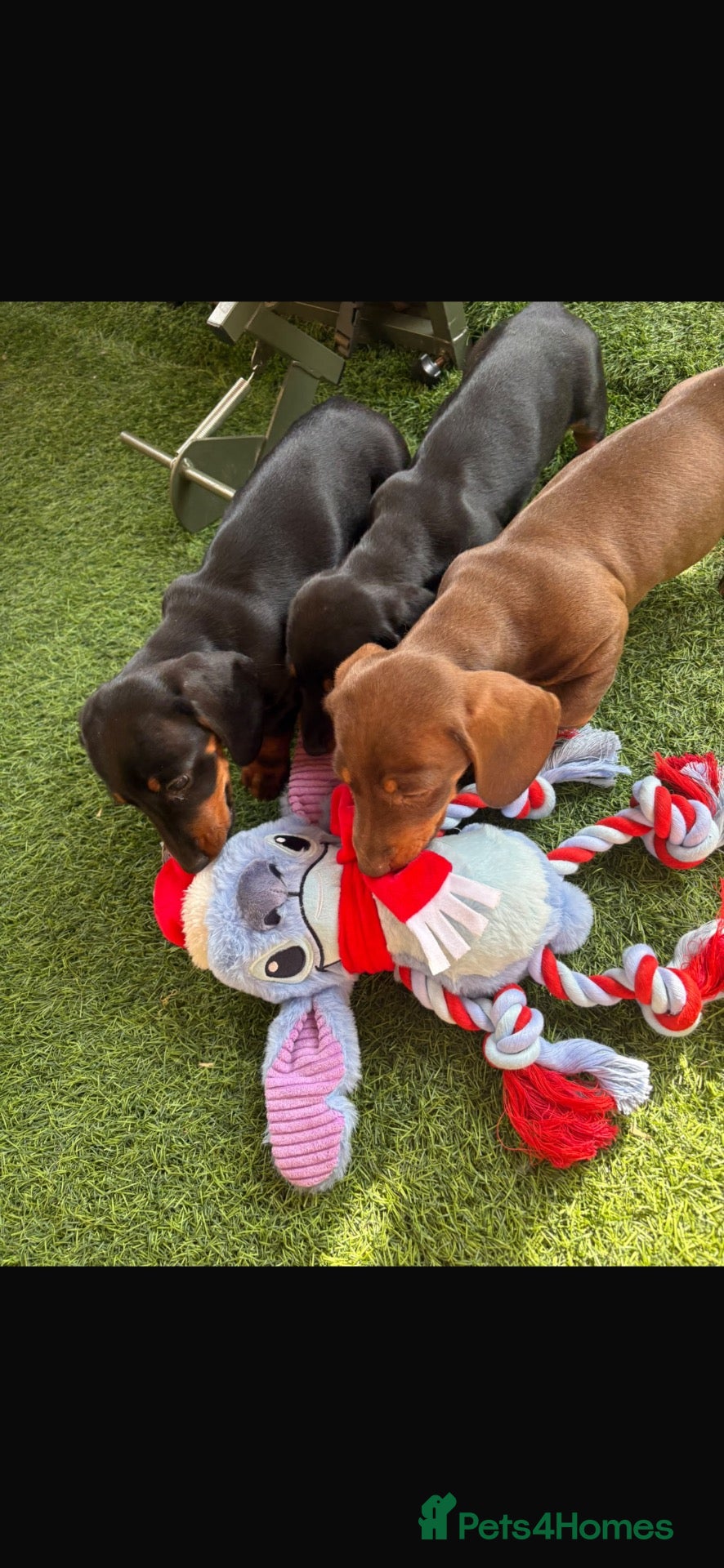Miniature Dachshund dogs Miniature Dashounds🩵ready to leave🩵 - Advert 6