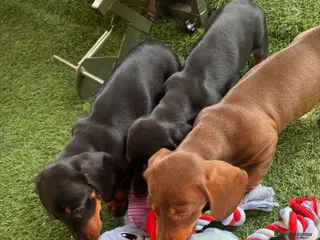 Miniature Dachshund dogs Miniature Dashounds🩵ready to leave🩵 - Advert 6