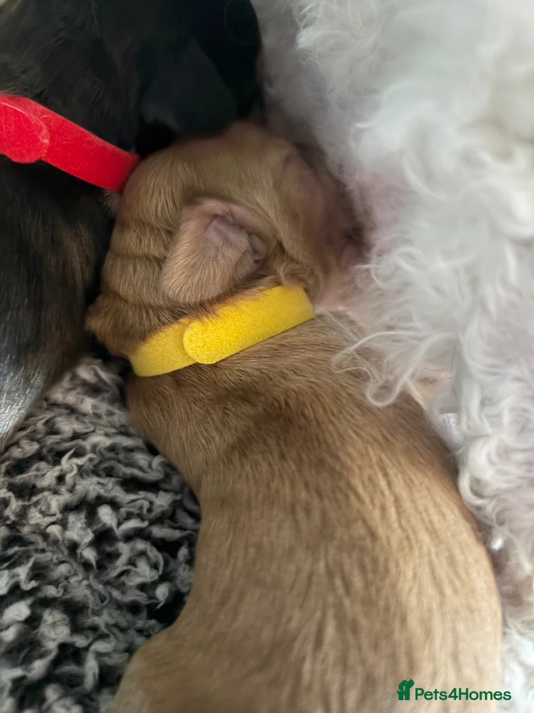 Cockapoo dogs for sale: Adorable cockapoos  - Advert 8