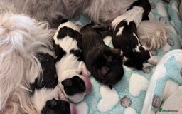 Shih Tzu dogs for sale: Beautiful puppies are looking for a new home - Image 2