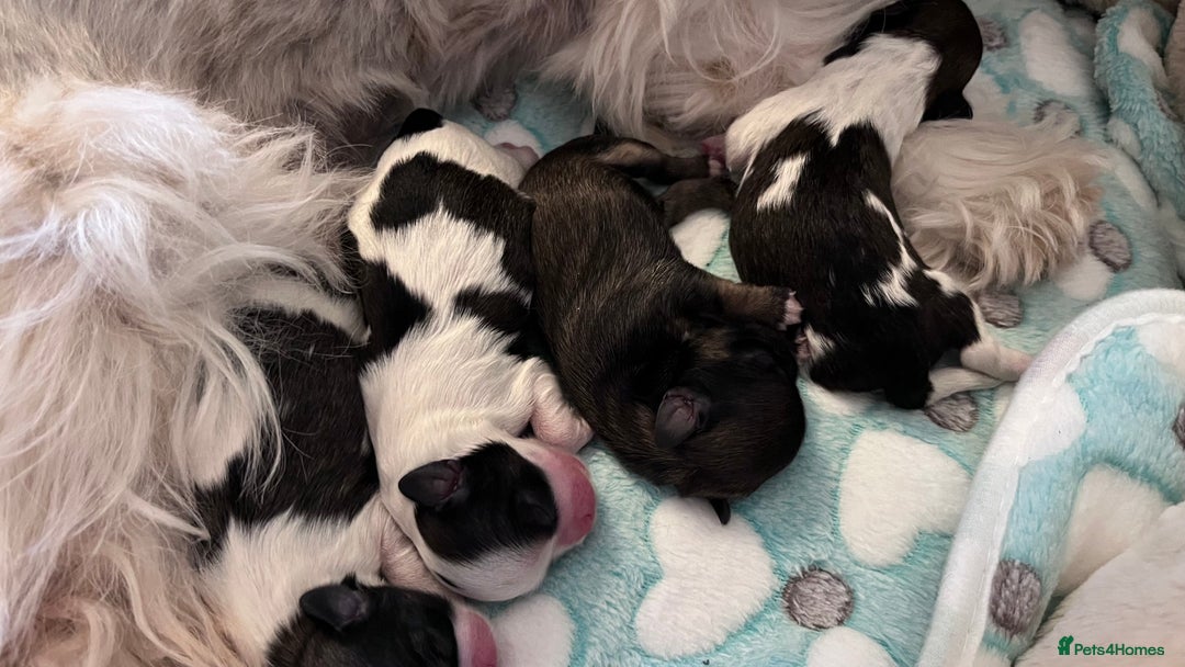 Shih Tzu dogs for sale: Beautiful puppies are looking for a new home - Image 2