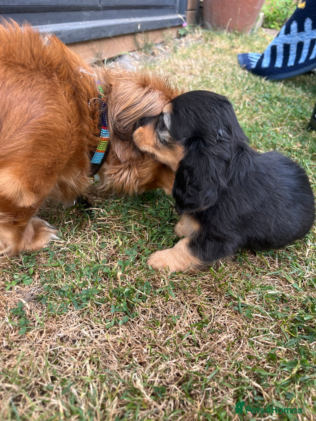 Miniature Dachshund dogs for sale: Miniature Long Haired black & tan bitch - Image 11