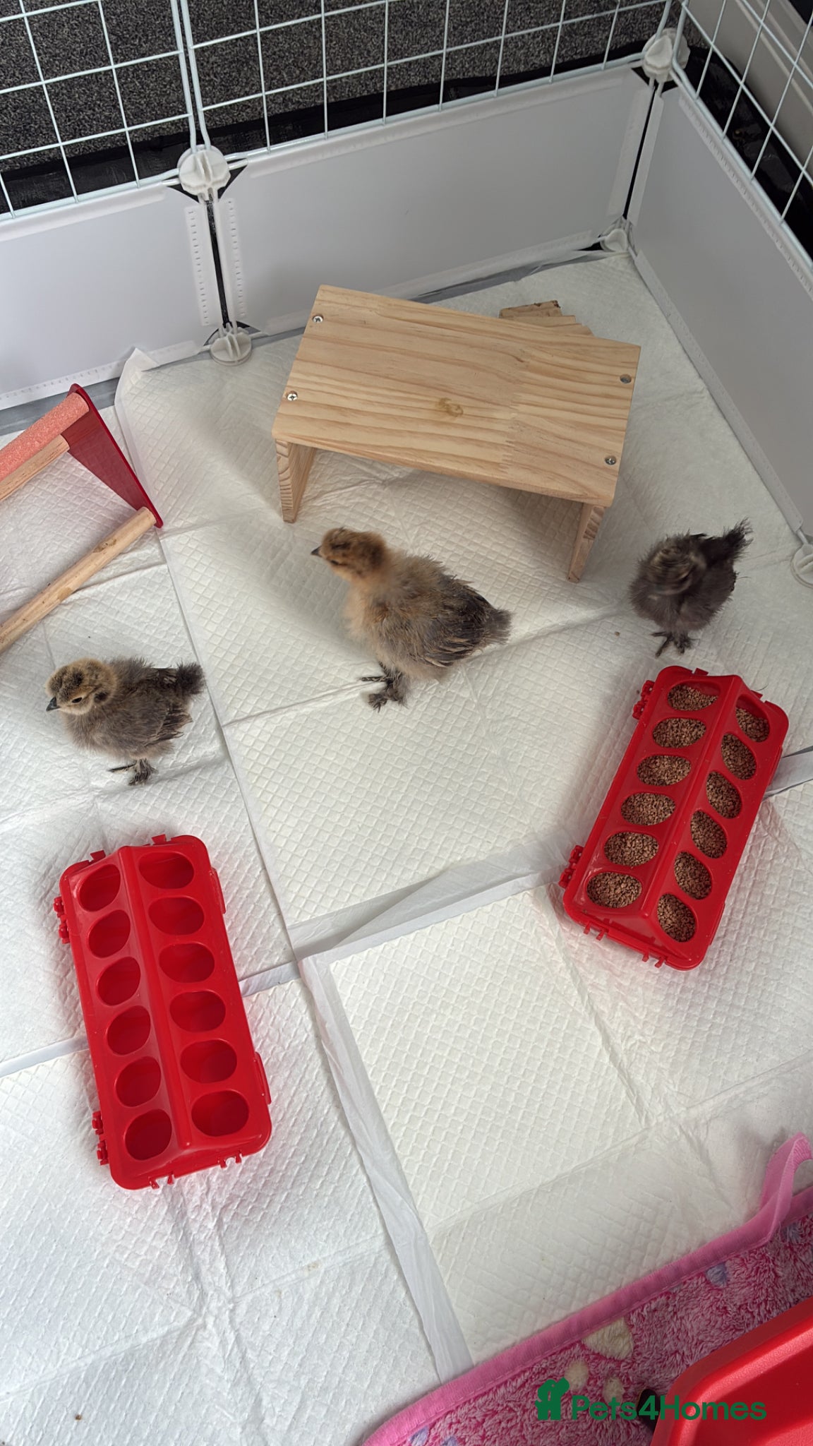 Chickens poultry Silkie chicks 2.5 weeks old unsexed - Advert 2