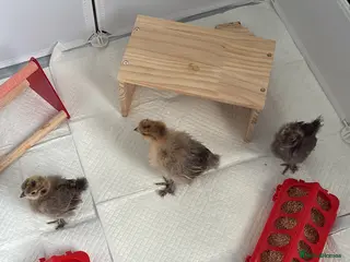 Chickens poultry Silkie chicks 2.5 weeks old unsexed - Advert 2