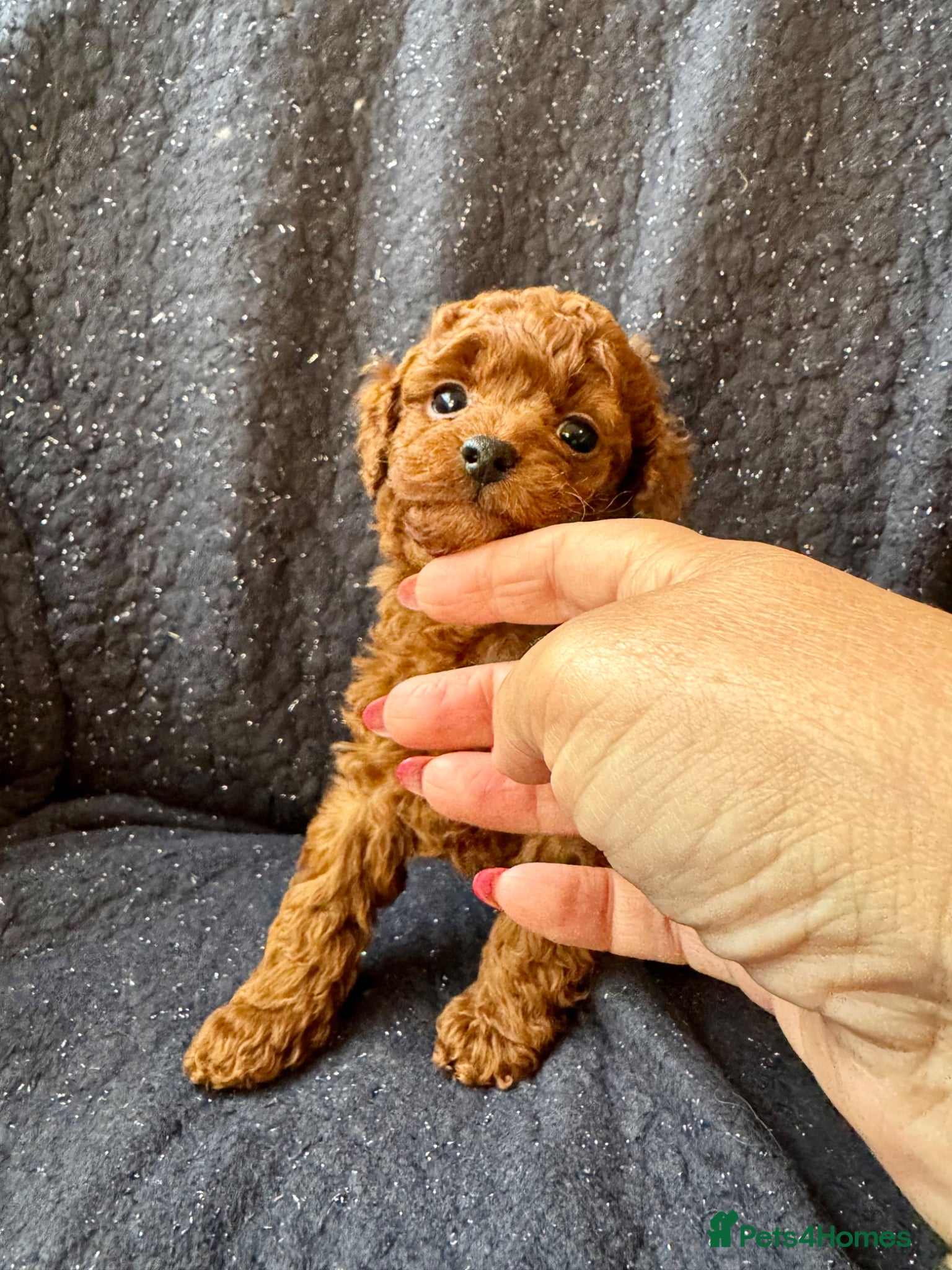Toy Poodle dogs for sale: Asian Poodle Puppies WAITING LIST OPEN - Advert 5