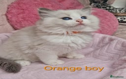 Ragdoll cats for sale: 4 Luxury European line Ragdolls kittens - Image 5
