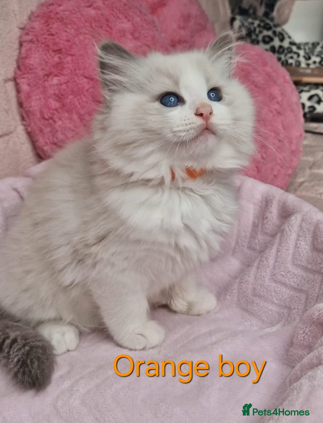 Ragdoll cats for sale: 4 Luxury European line Ragdolls kittens - Image 5