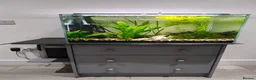 Other/Mixed Breed fish for sale: Working aquarium  in Waltham Abbey - Advert 1