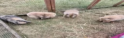 Mixed Breed rabbits for sale: Baby bunnies  in Boston - Advert 9