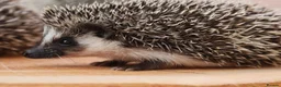 Pygmy Hedgehog rodents for sale: Three beautiful boys for sale - Advert 18