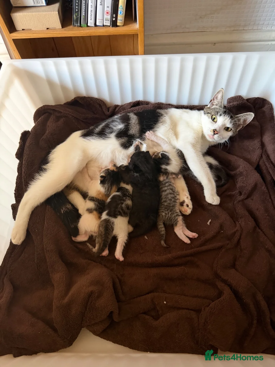 Mixed Breed cats for sale: Sphynx cross kittens  - Advert 22