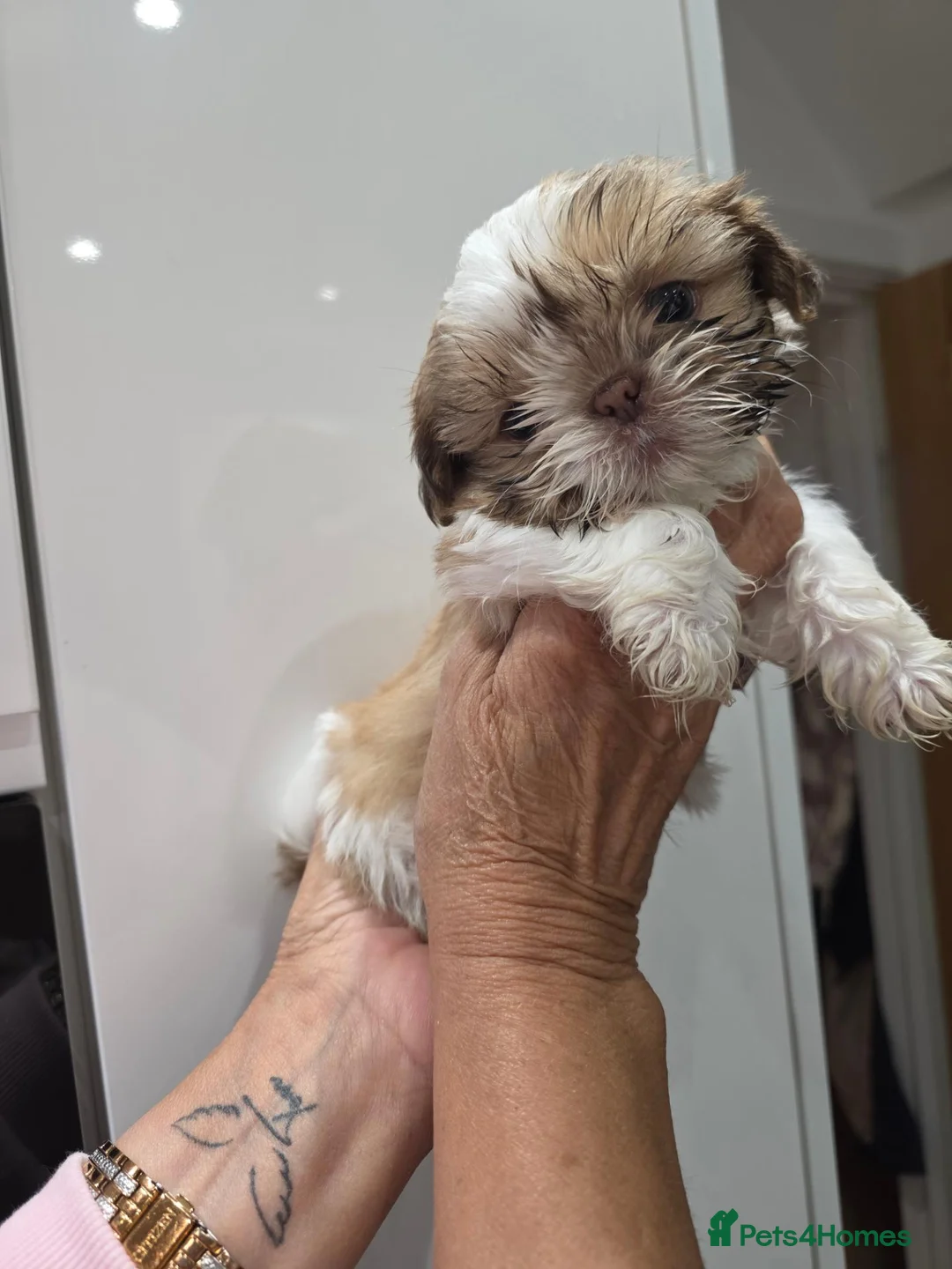 Shih Tzu dogs for sale: 3 beautiful shihzu looking for a loving home - Advert 4
