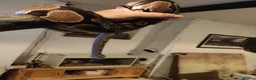 Python Snake reptiles for sale: Stunning Female Royal Python  in Neath - Advert 3