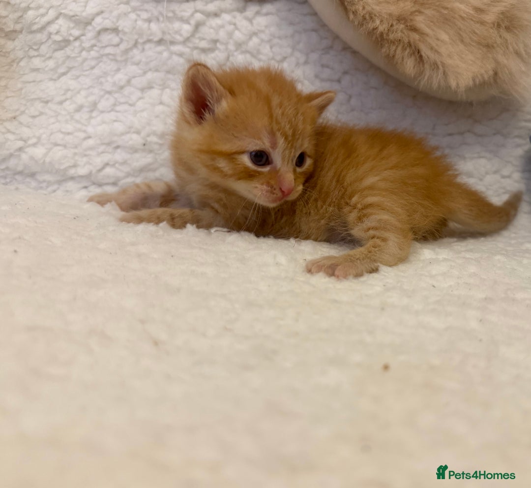 Mixed Breed cats for sale: Kittens  - Advert 3