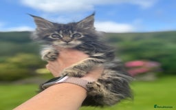 Maine Coon cats for sale: Gorgeous Black Tabby Mainecoon Kitten  - Image 2