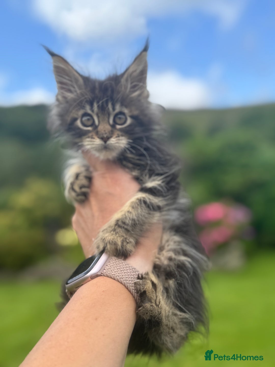 Maine Coon cats for sale: Gorgeous Black Tabby Mainecoon Kitten  - Image 2