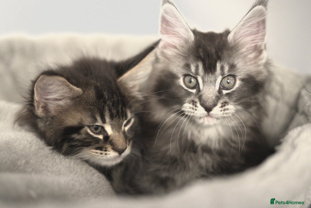 Maine Coon cats for sale: 3 Gorgeous Maine Coon Kittens – Fully Vet-Checked - Advert 8