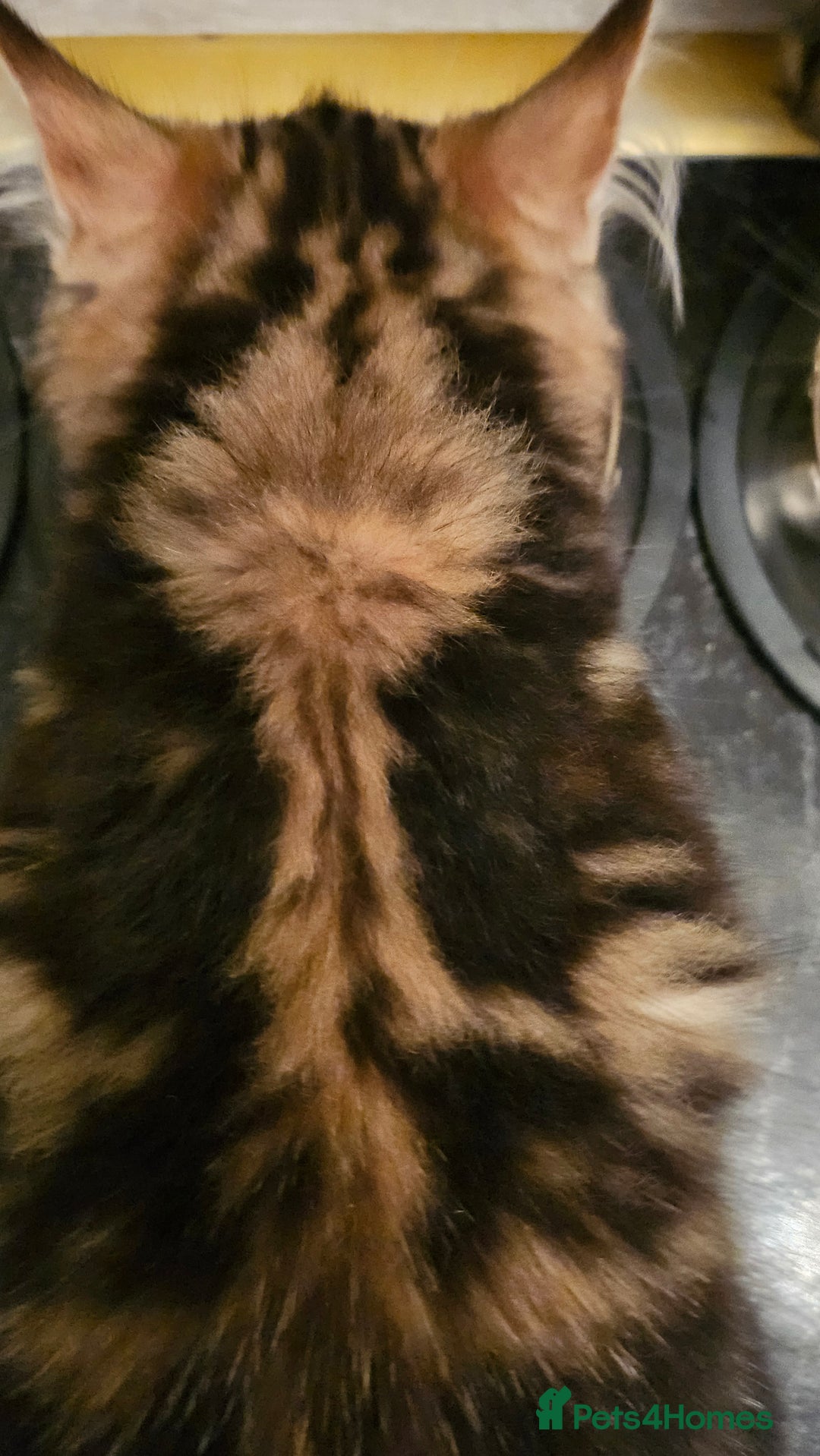 Persian cats for sale: Persian Kittens ready now  - Image 17